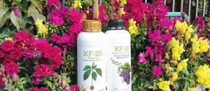 מהפכת ההזנה הירוקה